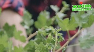 Крыжовник будет размером с грецкий орех! Даю крыжовнику этот настой после цветения