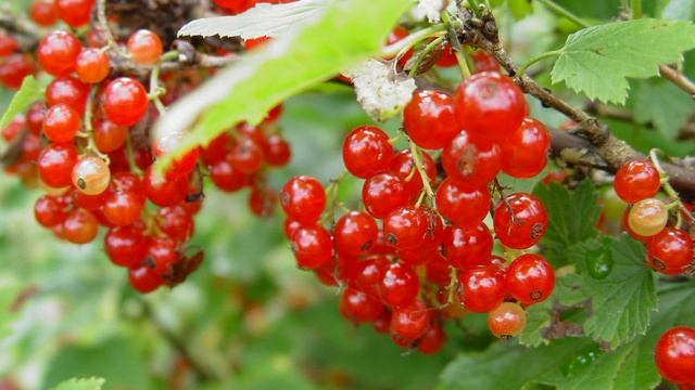 ПОДГОТОВКА ЯГОДНЫХ КУСТАРНИКОВ К ЗИМЕ смотреть онлайн