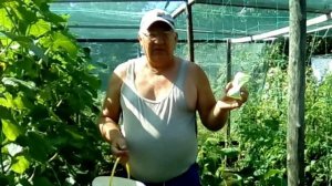 Немножко обо всем. Огород как мы выращиваем  огурцы и помидоры..mp4