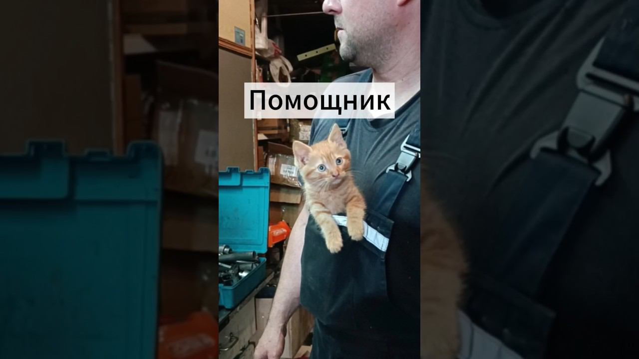 Обучаем помощника ремонту лебёдок. #lebedkaservice #лебедкасервис #лебедка #кот #cat #кошки #коты