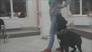 Кане корсо Зельда. Занятие по дрессировке (ОКД): команда Рядом. Тольятти, 7 ноября 2017.