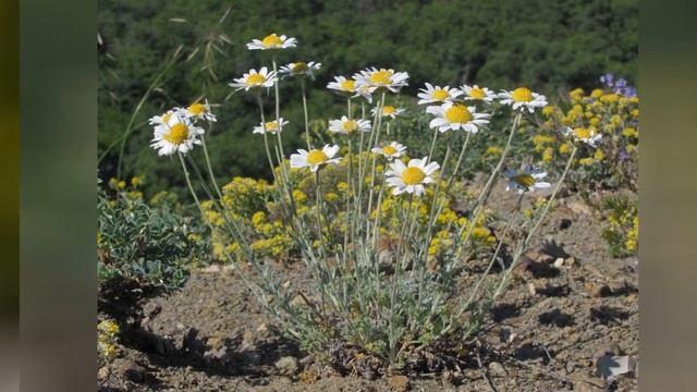 ПУПАВКА, или АНТЕМИС  (ANTHEMIS)  сем. Сложноцветные