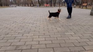 Подготовка к появлению ЩЕНКА в вашем доме. Советы кинолога.