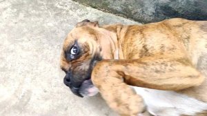 Боксер собака✅ послушно ложится на пол❗❗❗ Boxer dog✅ obediently lies down on the floor❗❗❗