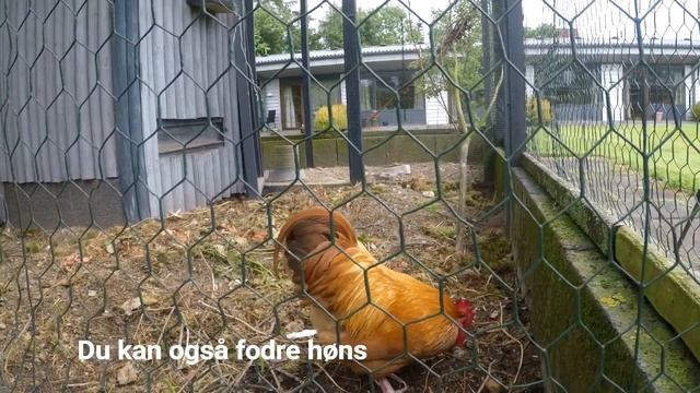 Plejecenter Dronning Ingrids Hjem смотреть онлайн