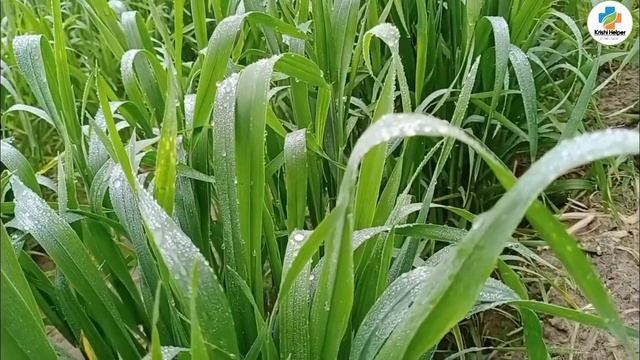 Syngenta Axial herbicide full details। syngenta herbicide। смотреть онлайн