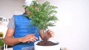 Norfolk Island Pine, Araucaria heterophylla, Nursery Stock Slipped into Bonsai Training Pot, Jan202
