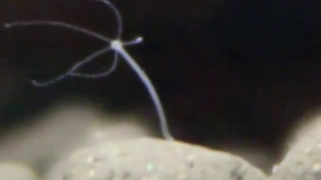 Freshwater Hydra video unedited.