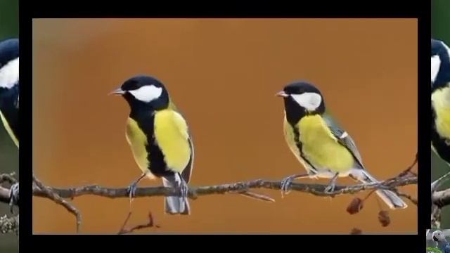 Большая синица (Great Tit)