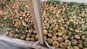 Лук на перо Штутгарт, неделя после посадки. Анализ, проблемы, надежды.