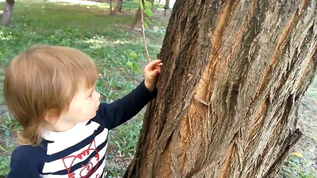 Колония жучков-солдатиков смотреть онлайн