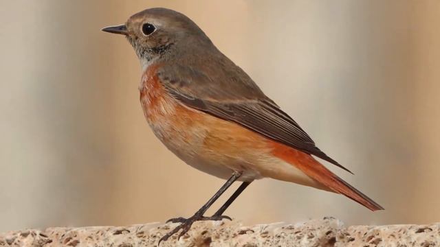 Горихвостка обыкновенная (Phoenicurus phoenicurus) - пение и образ жизни. смотреть онлайн
