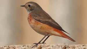 Горихвостка обыкновенная (Phoenicurus phoenicurus) - пение и образ жизни.