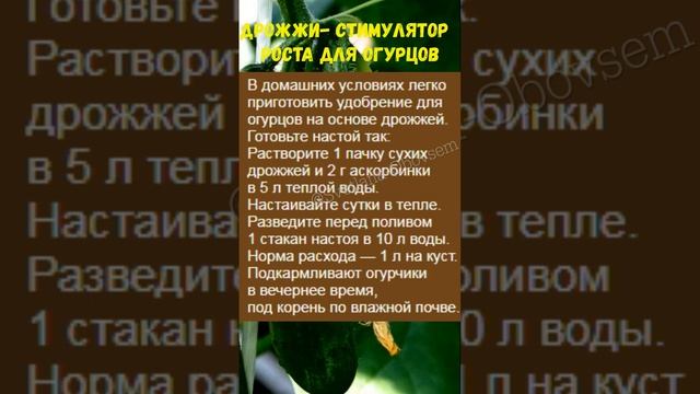 #НАТУРАЛЬНЫЙ СТИМУЛЯТОР РОСТА ДЛЯ ОГУРЦОВ#shorts