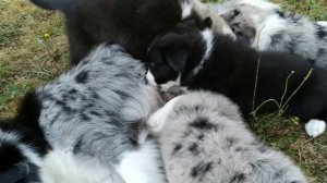 Бордер Колли: Побег щенка