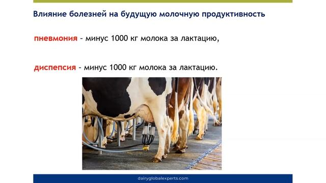 Выращивание ремонтного молодняка КРС