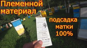 НОВЫЙ материал из Германии! Подсадка племенной матки на лупящийся расплод!