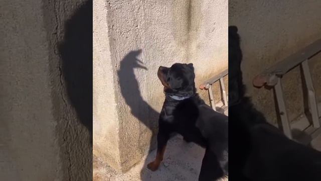 видео прикол смотреть онлайн