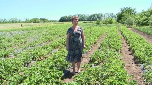 «Сельский порядок». Кочевая пасека: в чем преимущества? (10.06.2015)