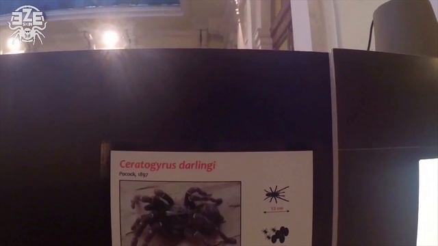 I RAGNI PIU' GRANDI DEL MONDO : Mostra Interattiva (2/3) смотреть онлайн