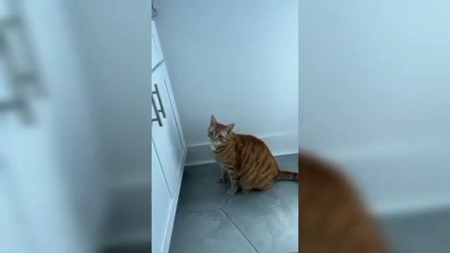 Самые смешные животные 2023 - Приколы с котами и собаками - Приколы про животных 😂 смотреть онлайн