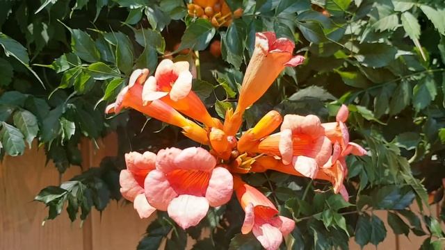 Кампсис | Жизнь в Адлере смотреть онлайн