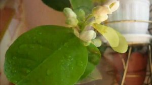 Цветение новозеландского лимона