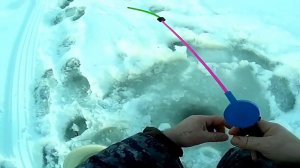 День живца Пополняем запас