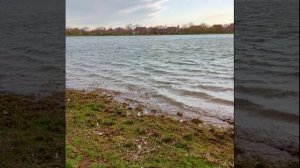 Камыши.Стих