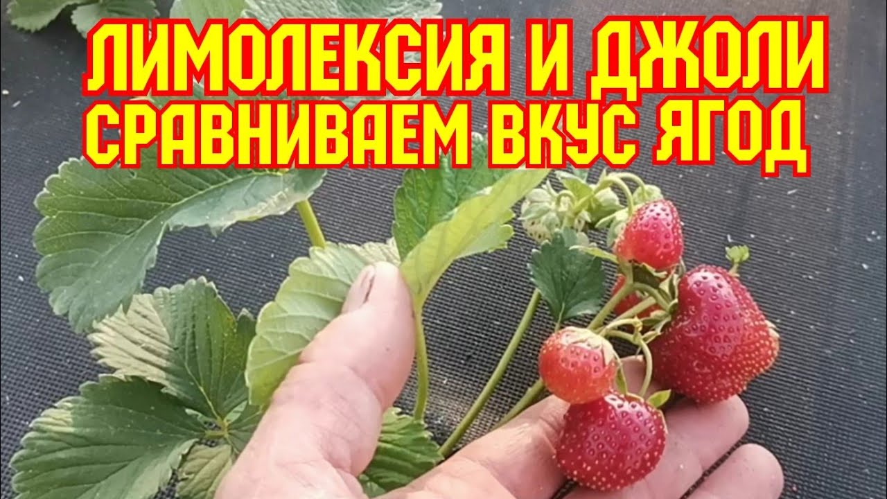 Сравниваем ягоду и вкус, клубника Лимолексия и Джоли! смотреть онлайн