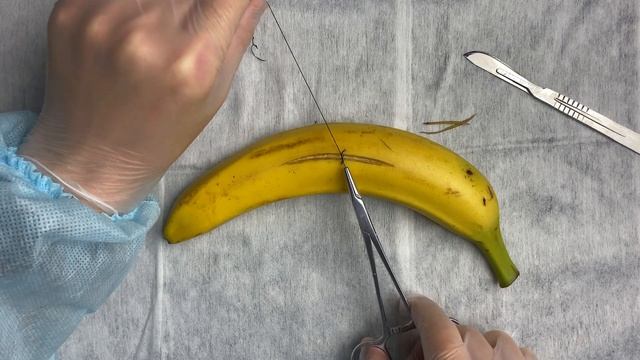 Хирургические узлы и швы | Шить на фруктах | Как начать студенту?