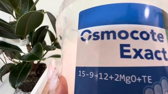 Пересадка каучуконосного фикуса мелони/ #фикус #эластика