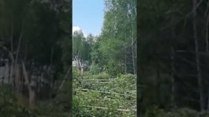 Валка леса  эксковатором - Привет из Пензы