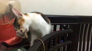 Female Cat In Heat Meows To Male Cat Outside - Cats Mating