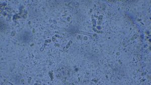 сенная палочка