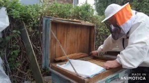 Что делать если улей полон пчелы
