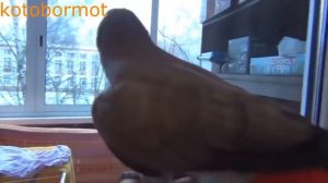 Попугай жако поёт, говорит, танцует и не только _).mp4