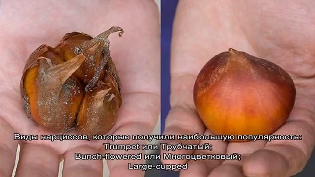 Когда выкапывать нарциссы после цветения смотреть онлайн
