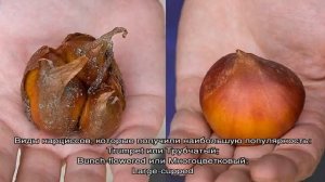 Когда выкапывать нарциссы после цветения