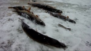 Зимняя рыбалка в ХМАО 2021