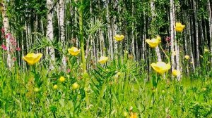 Футаж - На лесной поляне...