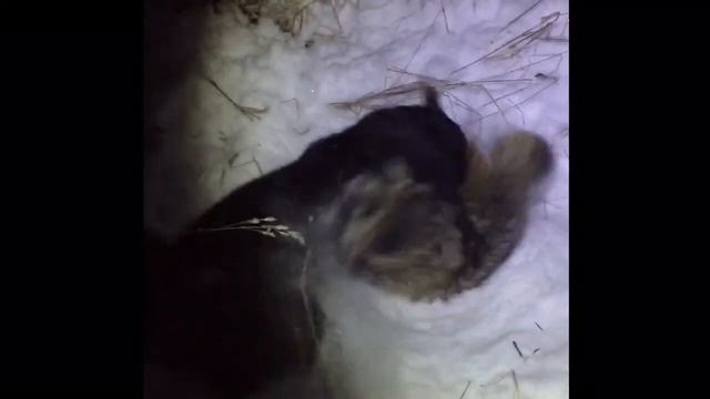 ОХОТА | СХВАТКА | ЛАЙКА & ЕНОТ смотреть онлайн