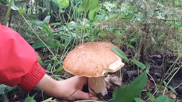 Грибное ассорти в корзинке после бума белых. смотреть онлайн