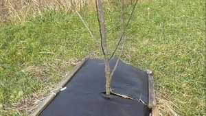 Двойное мульчирование молодых деревьев - соломой и агроволокном