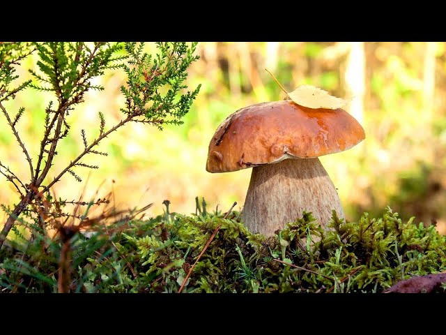 Грибник_116116. В лес за грибами. грибы2020. сбор грибов.  грибы в июне.  Грибник116116