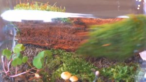 КАК СДЕЛАТЬ БОЛЬШОЙ ВЕЧНЫЙ ТЕРРАРИУМ