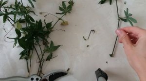 Как укоренить пассифлору