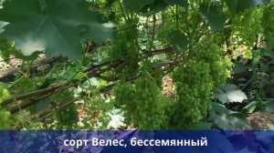 Питомники саженцев винограда. Виноград в теплице.