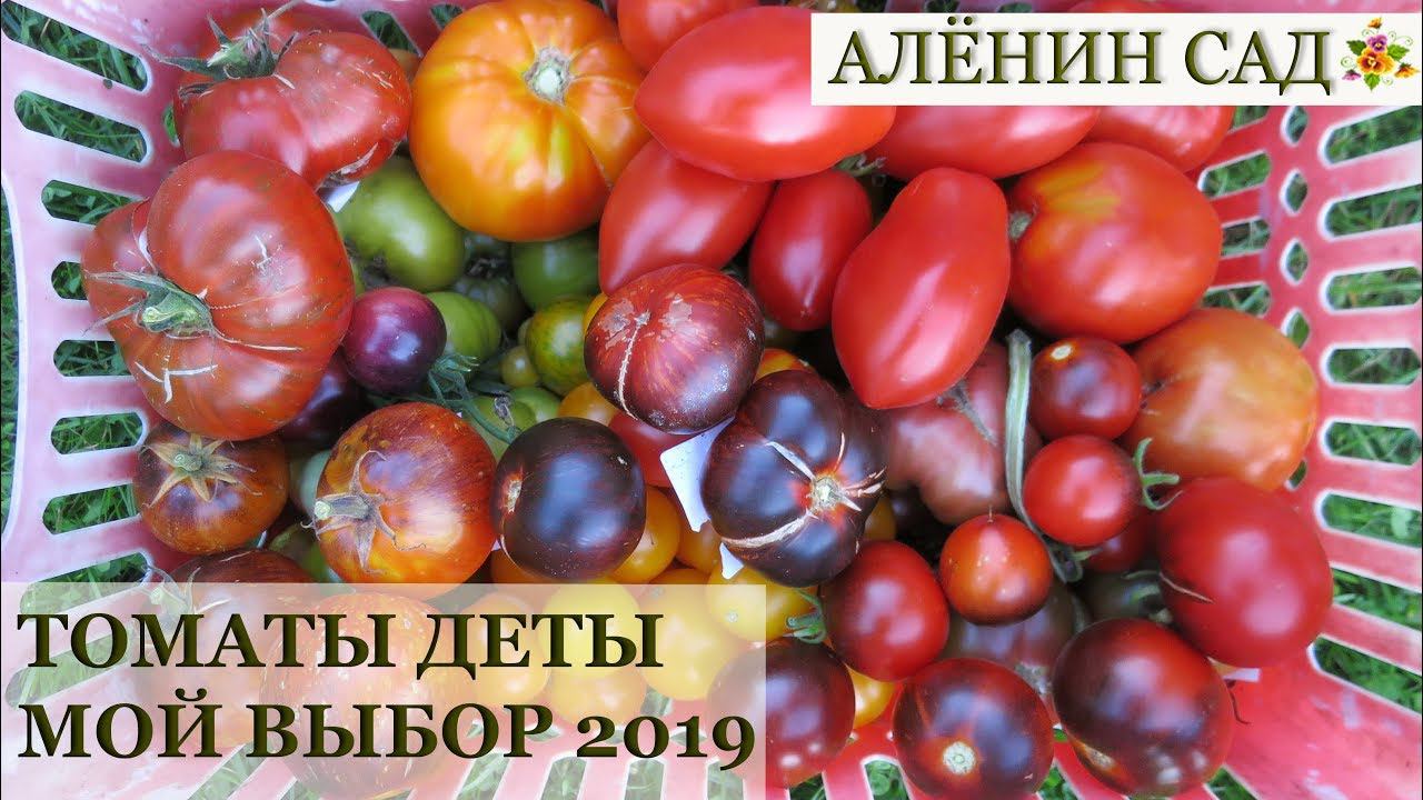 ТОМАТЫ 2019 САМЫЕ крепкие и урожайные! Детерминанты / Мой выбор