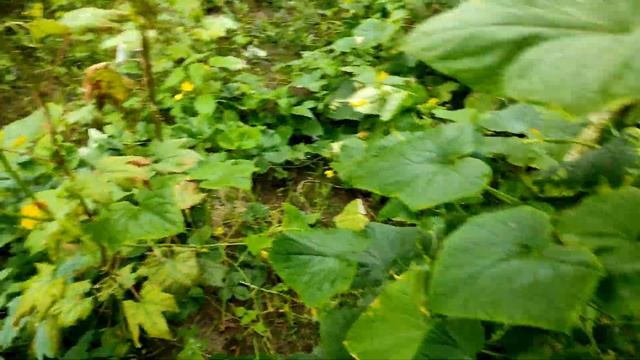 Как вырастить арбуз. Арбузы в теплице. Выращивание арбуза в северных условиях. смотреть онлайн